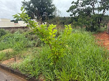 Lote no Bairro Florabela